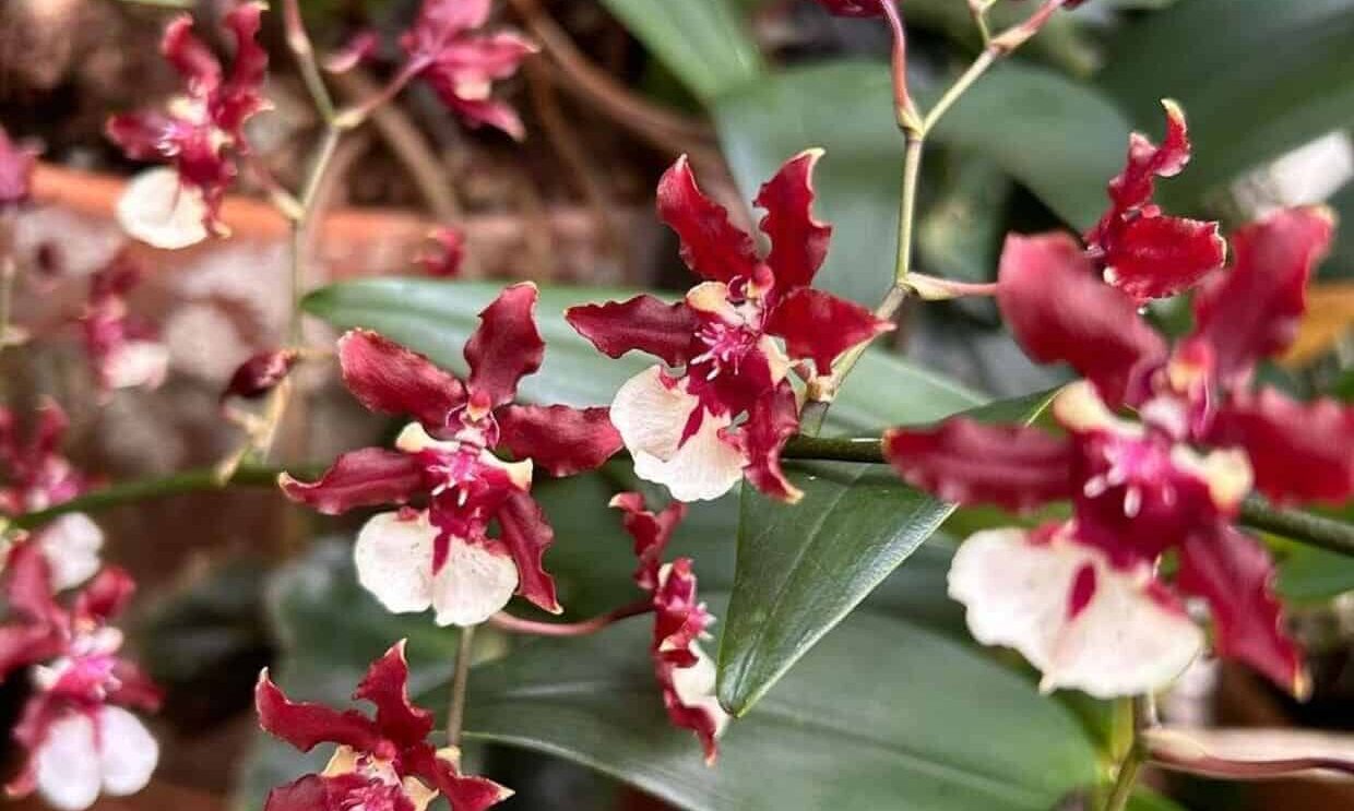 Oncidium Sharry Baby: a orquídea que cheira a chocolate e pode florescer com até 100 flores em uma única haste