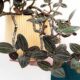 Orquídea pipoca (Ludisia) tem flores que lembram pipoca estourada, mas o motivo do sucesso são as folhas