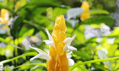 A planta que os peruanos batizavam de "milho de ouro" e virou queridinha dos jardins brasileiros