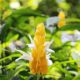 A planta que os peruanos batizavam de "milho de ouro" e virou queridinha dos jardins brasileiros