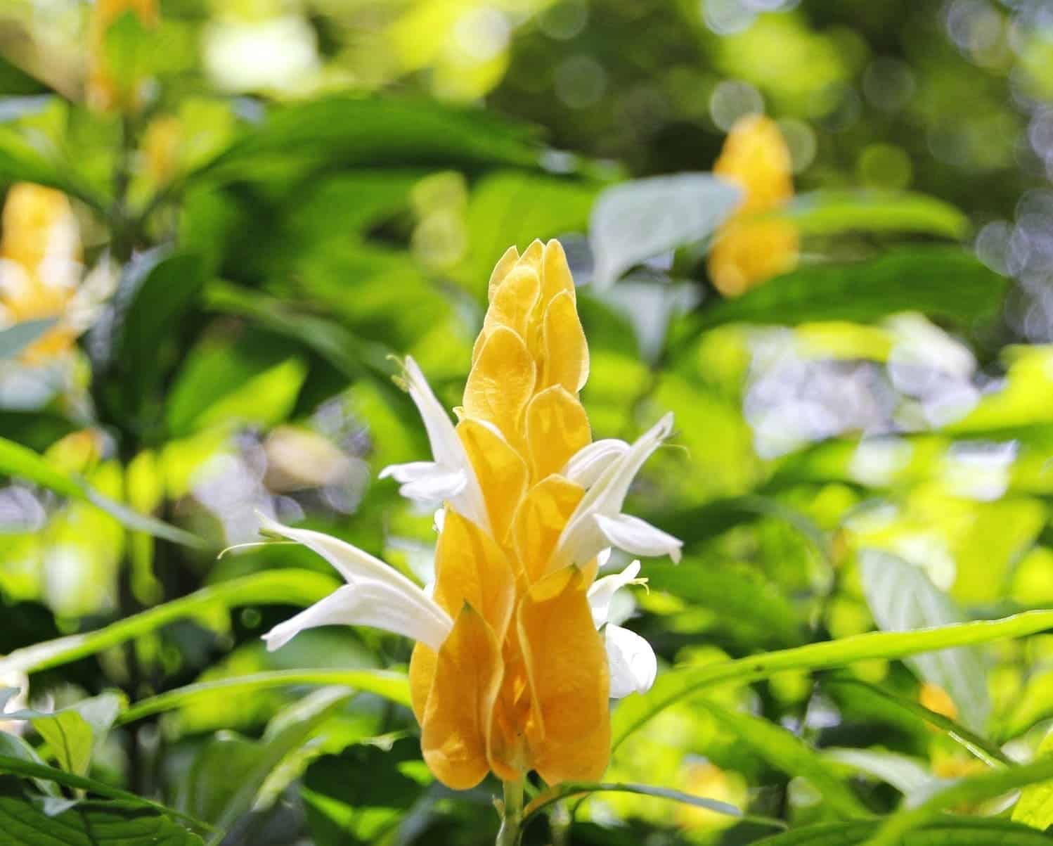 A planta que os peruanos batizavam de "milho de ouro" e virou queridinha dos jardins brasileiros