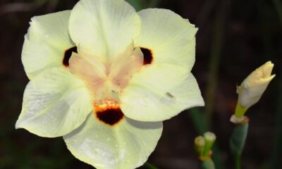 Moreia branca: a íris africana que virou queridinha dos jardins brasileiros