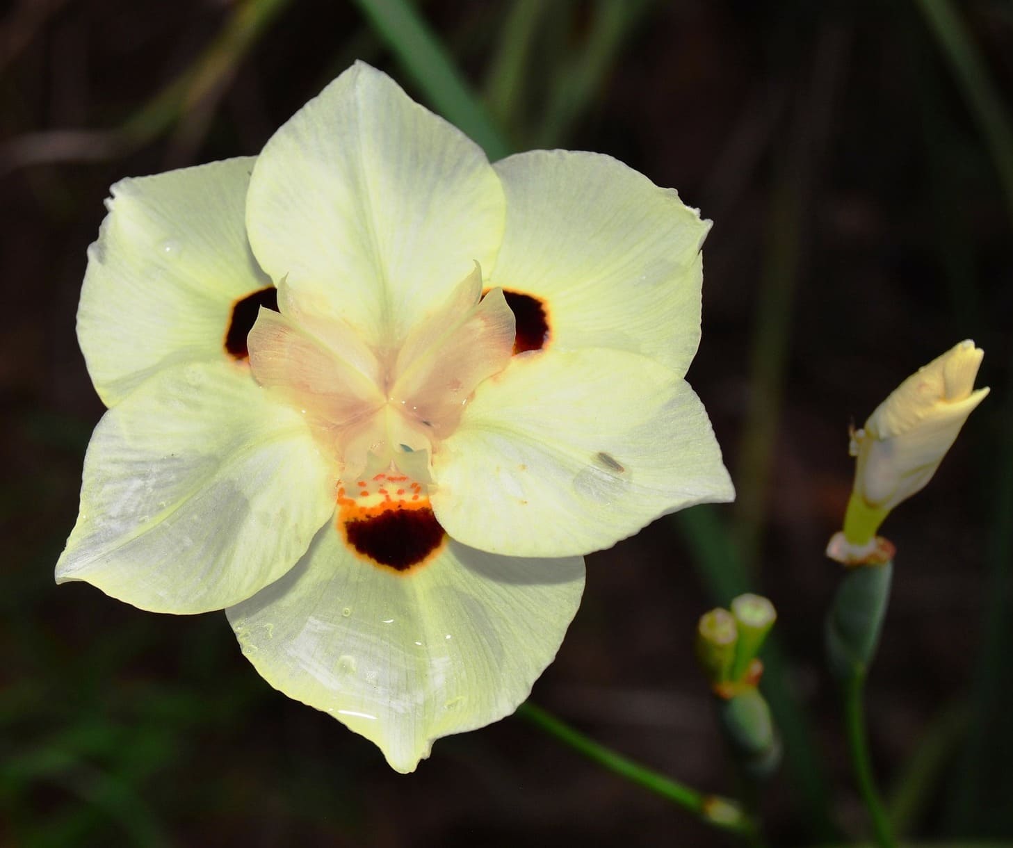 Moreia branca: a íris africana que virou queridinha dos jardins brasileiros
