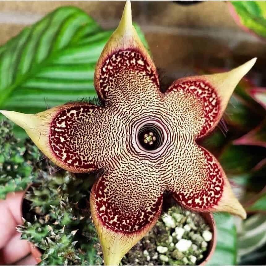A planta tapete-persa que eu demorei anos para aprender a cultivar sem perder