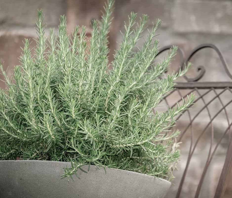 As plantas que vão te livrar das moscas: mantenha-as longe com essa solução natural