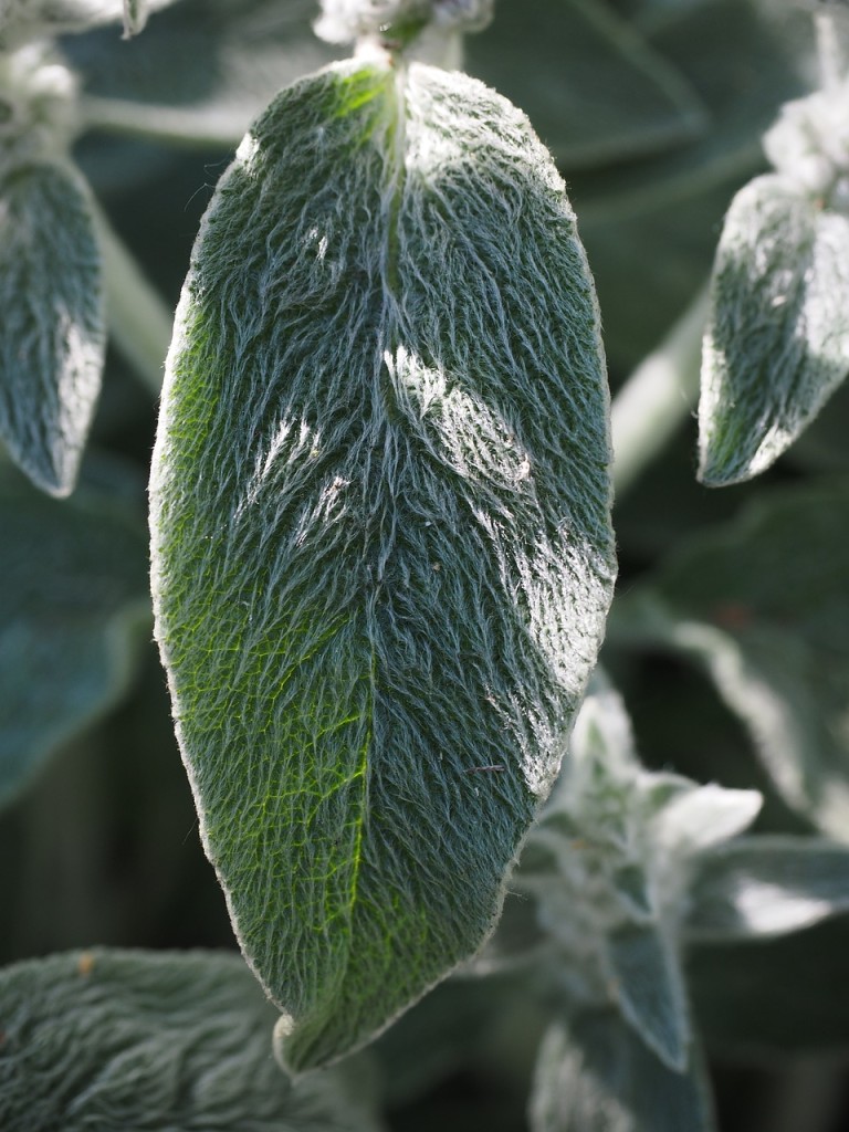 5 plantas capazes de atrair prosperidade e abundância para sua casa.
