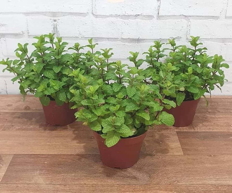 Plantas que afastam baratas e ainda deixam a casa mais bonita e perfumada