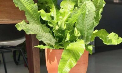 Samambaia crocodilo: o guia completo para cultivar a espécie mais exótica da sua estante