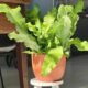 Samambaia crocodilo: o guia completo para cultivar a espécie mais exótica da sua estante