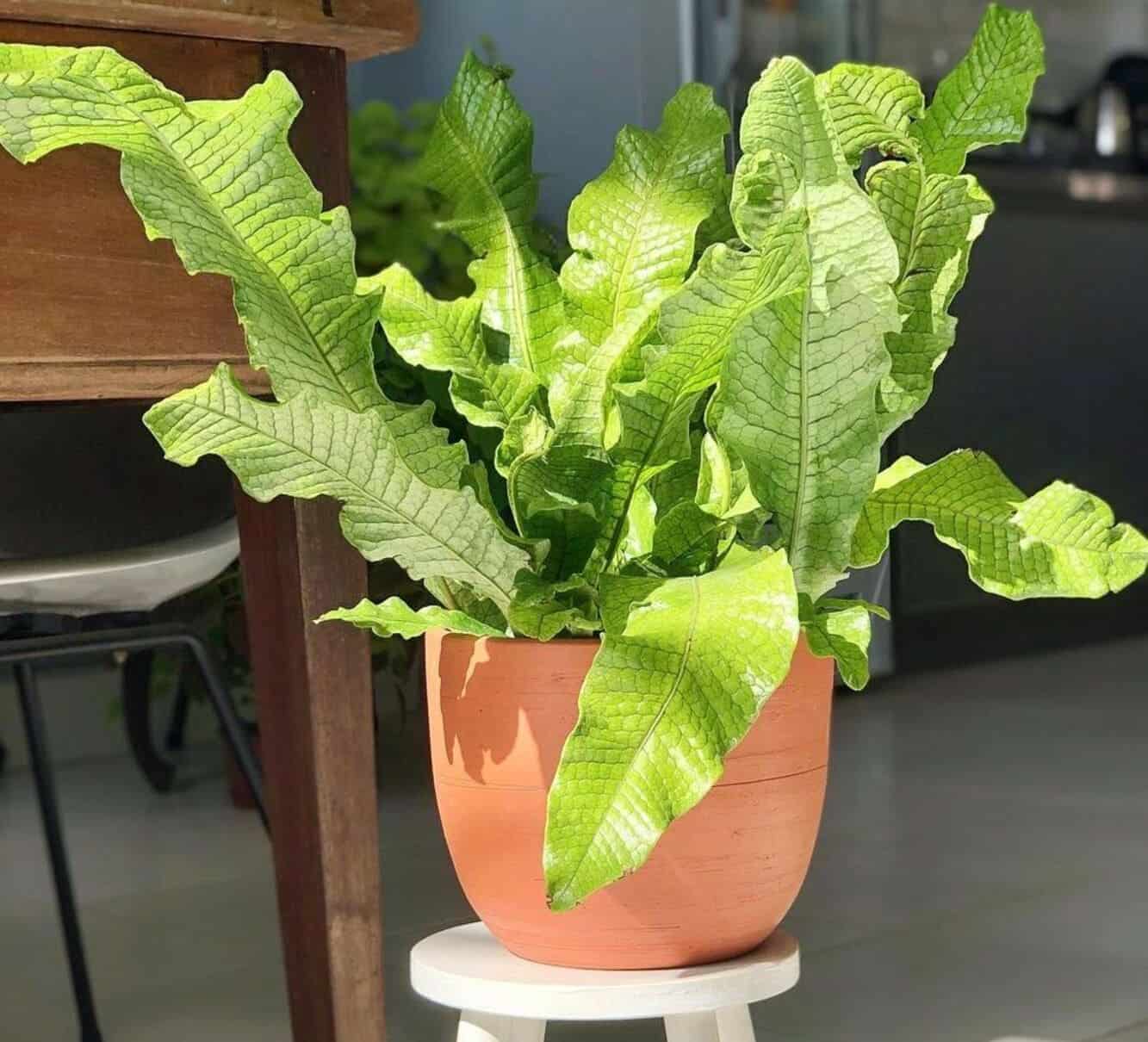 Samambaia crocodilo: o guia completo para cultivar a espécie mais exótica da sua estante