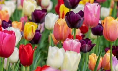 Da Turquia à Holanda: como a tulipa virou símbolo de amor, luxo e recomeço no mundo todo