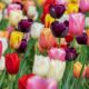 Da Turquia à Holanda: como a tulipa virou símbolo de amor, luxo e recomeço no mundo todo