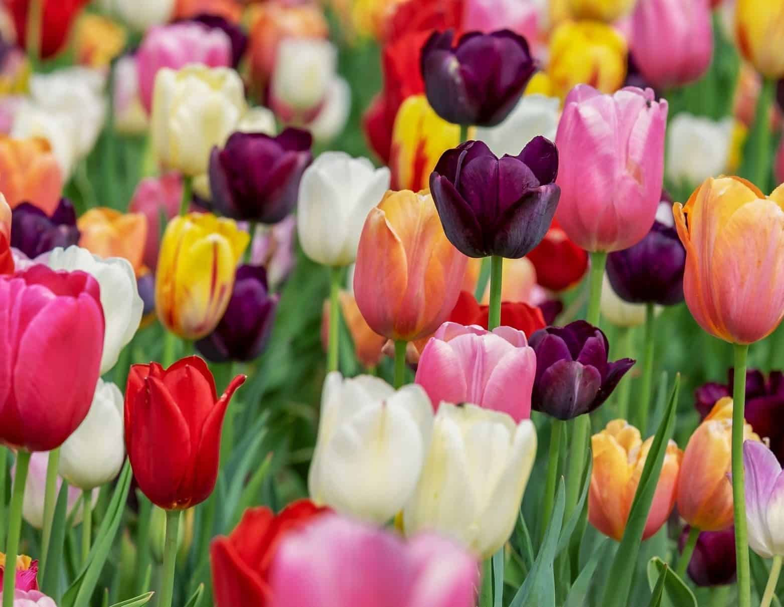 Da Turquia à Holanda: como a tulipa virou símbolo de amor, luxo e recomeço no mundo todo