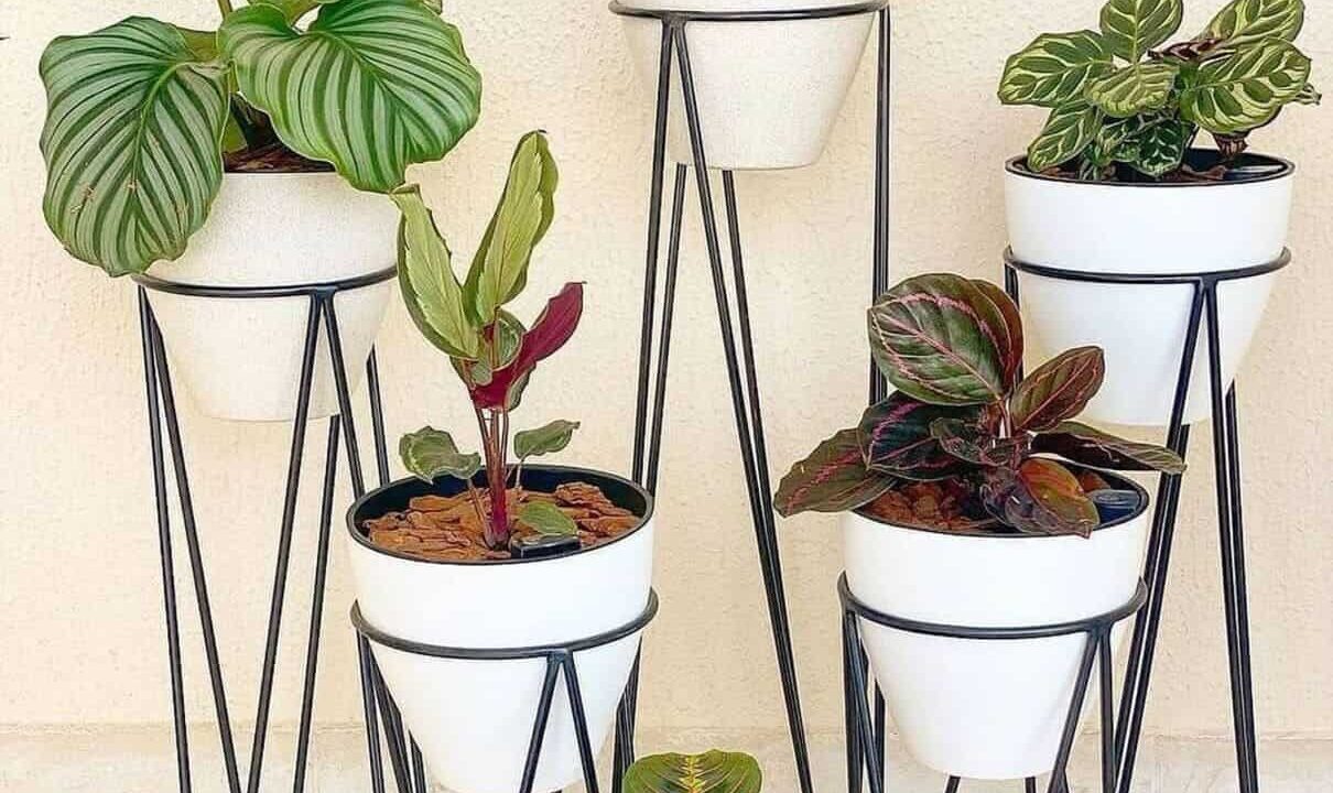 Plantas rezadeiras: os principais tipos de maranta e o segredo por trás das folhas que se dobram à noite