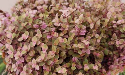 Tostão rosa: a planta que atrai riqueza vira febre nas casas brasileiras e exige poucos cuidados