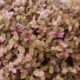 Tostão rosa: a planta que atrai riqueza vira febre nas casas brasileiras e exige poucos cuidados