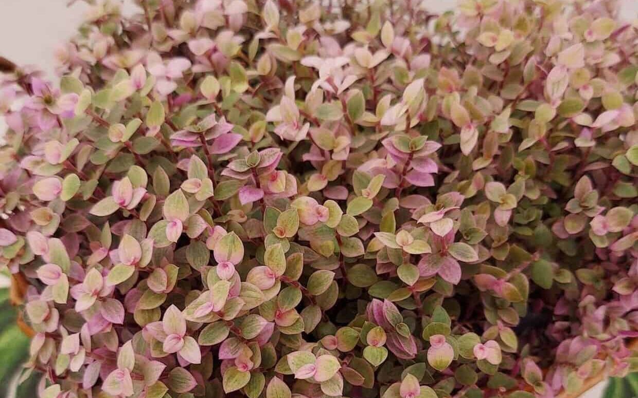 Tostão rosa: a planta que atrai riqueza vira febre nas casas brasileiras e exige poucos cuidados