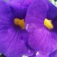 Tumbergia arbustiva vira aposta certeira para quem quer flor o ano quase inteiro sem trabalho extra