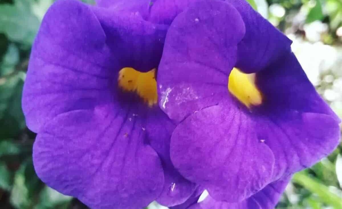 Tumbergia arbustiva vira aposta certeira para quem quer flor o ano quase inteiro sem trabalho extra