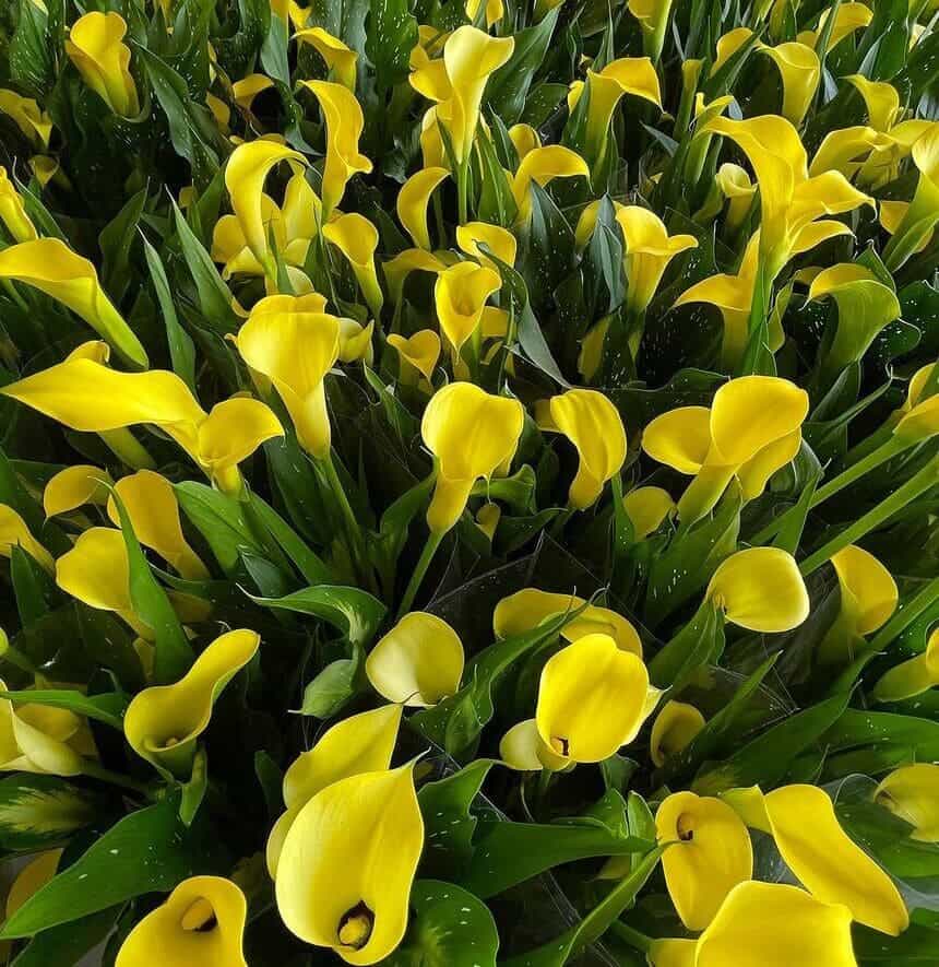 Cultivo Zantedeschia há anos e ainda me surpreendo com o que essa planta esconde