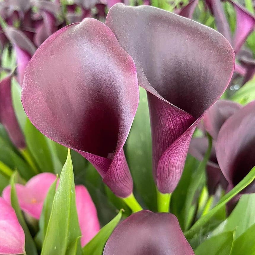 Cultivo Zantedeschia há anos e ainda me surpreendo com o que essa planta esconde
