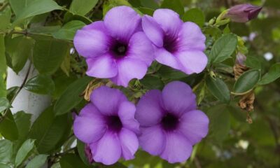 Essa trepadeira brasileira tem flores roxas enormes e perfume forte: conheça a alamanda roxa e o cuidado que poucos sabem