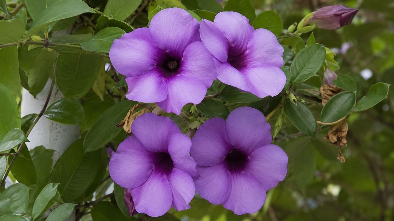 Essa trepadeira brasileira tem flores roxas enormes e perfume forte: conheça a alamanda roxa e o cuidado que poucos sabem