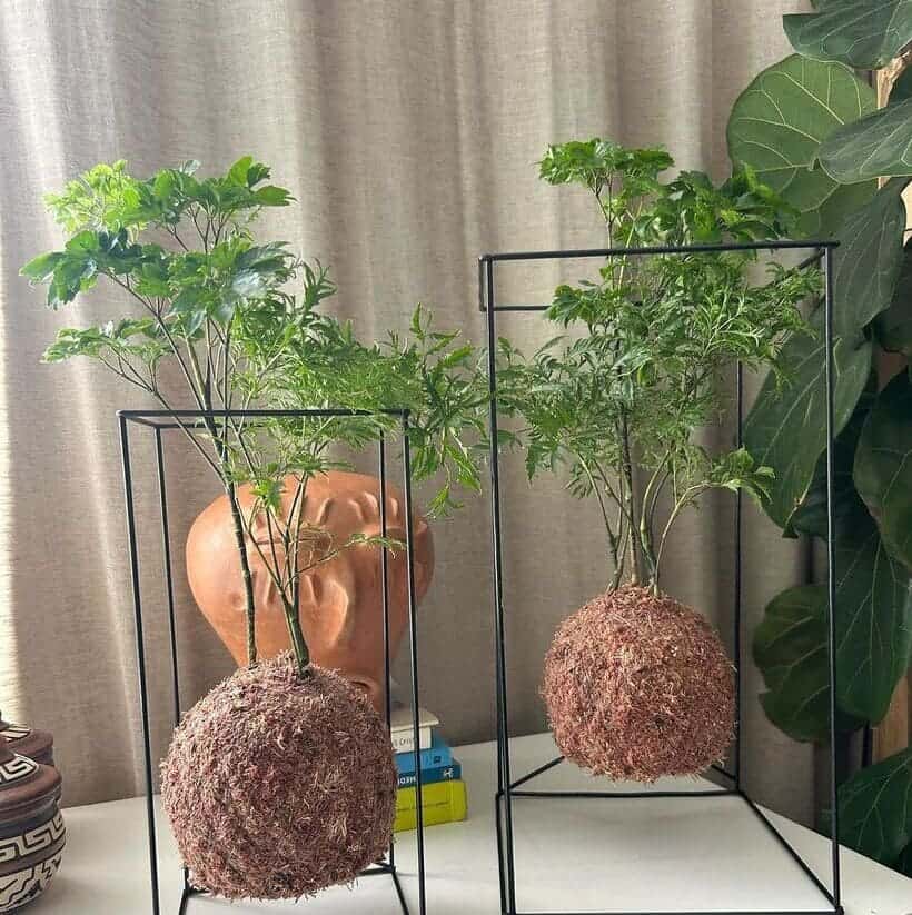 Essa planta transforma ambientes e carrega um significado especial — entenda os cuidados da árvore da felicidade