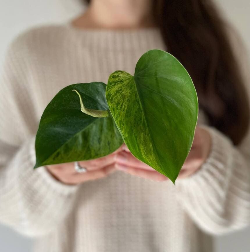 Filodendros: plantas para ter em casa que vão encantar você