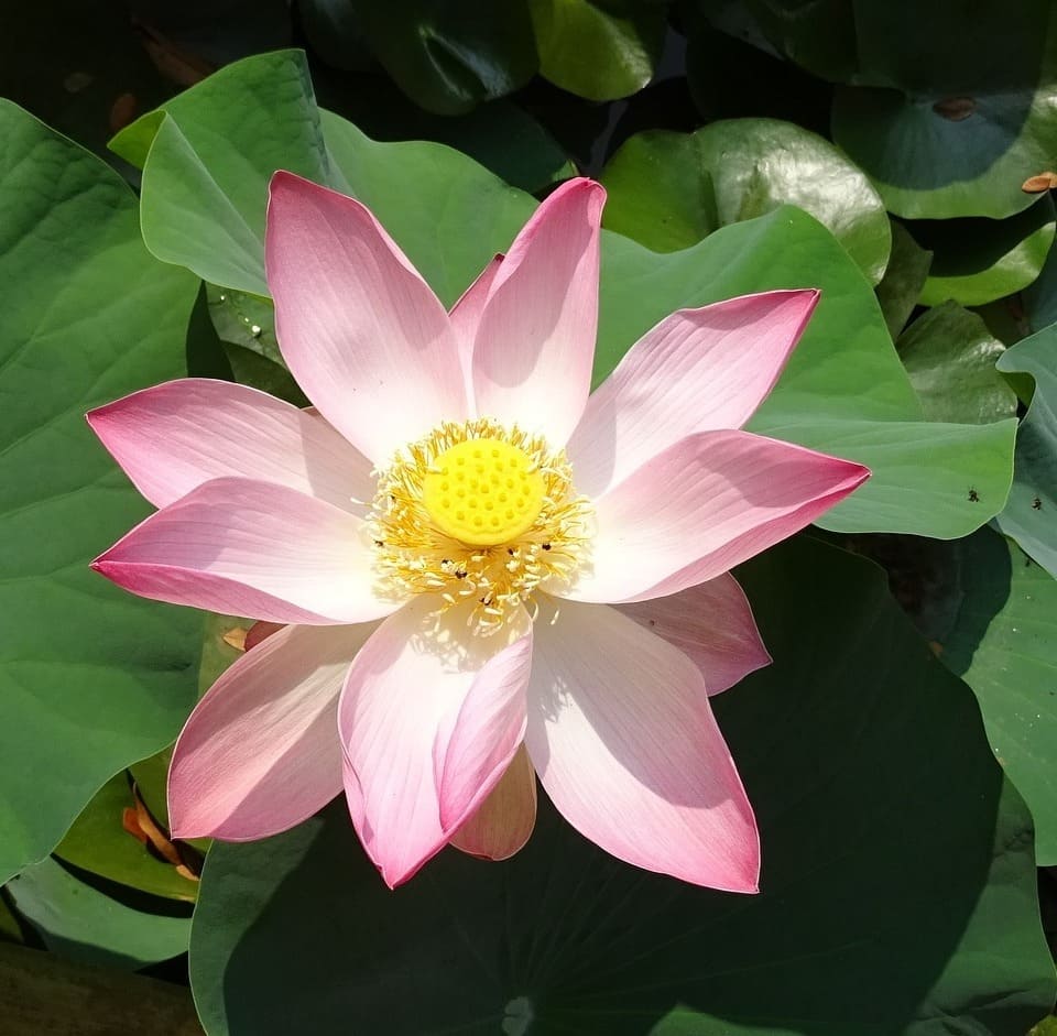 O que ninguém me contou quando comecei a cultivar flor de lótus (e que teria evitado meses de erro)