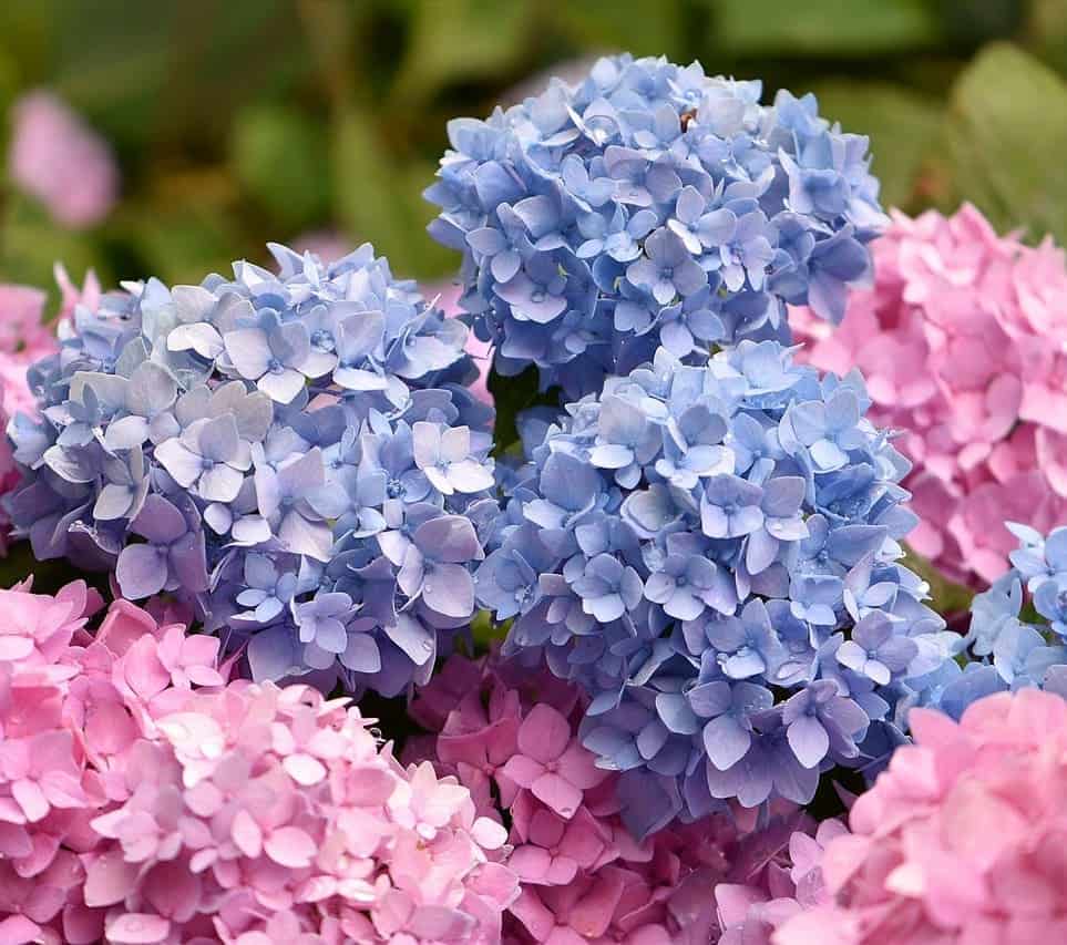 6 flores de meia-sombra para plantar na primavera e verão.