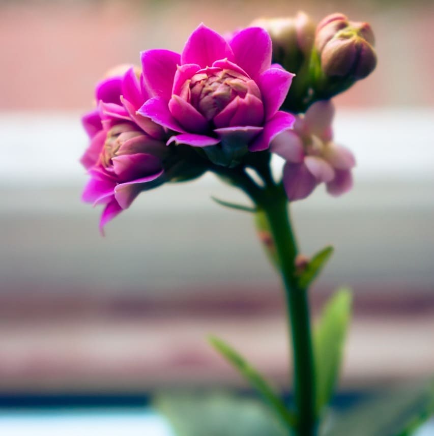 Flor-da-fortuna: o guia prático para ter kalanchoe sempre colorida e saudável