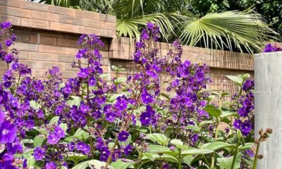Orelha-de-onça floresce o ano todo e confunde até quem já viu quaresmeira de perto
