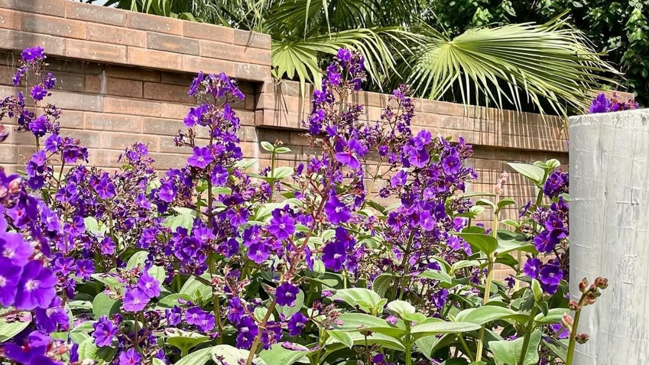 Orelha-de-onça floresce o ano todo e confunde até quem já viu quaresmeira de perto