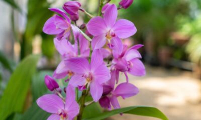 Mais da metade das orquídeas do planeta pode estar ameaçada de extinção: entenda as causas e as lacunas de dados