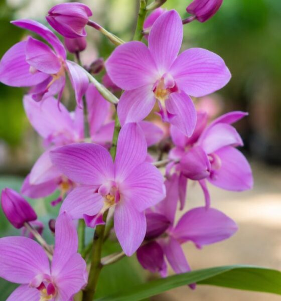 Mais da metade das orquídeas do planeta pode estar ameaçada de extinção: entenda as causas e as lacunas de dados