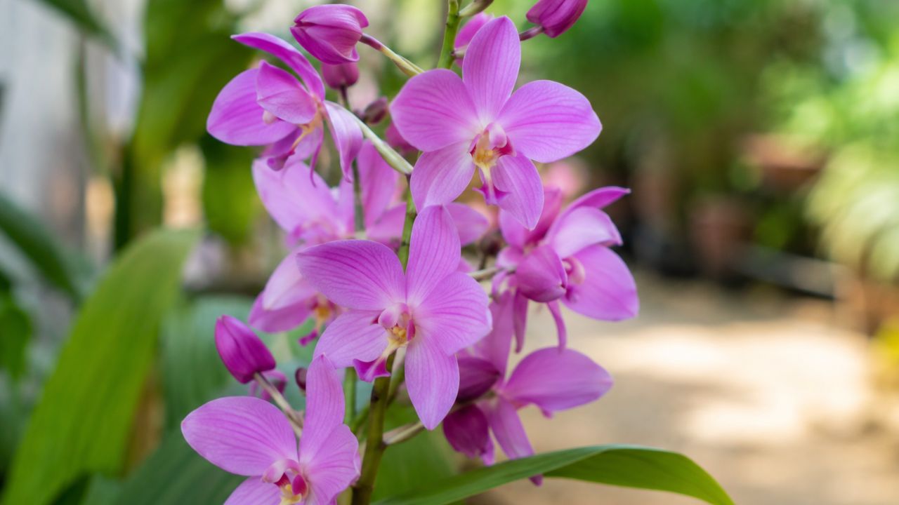 Orquídea-grapete floresce quase o ano todo e ainda enche a casa com cheiro de uva madura