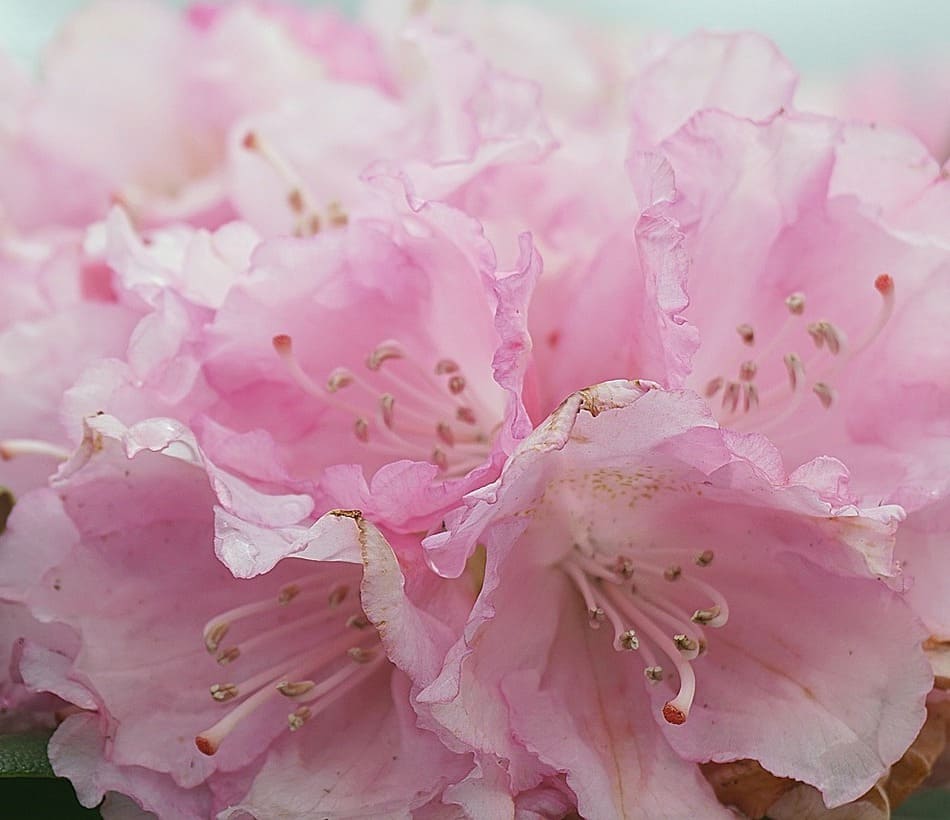A planta sagrada no Japão que virou uma das minhas preferidas na floricultura