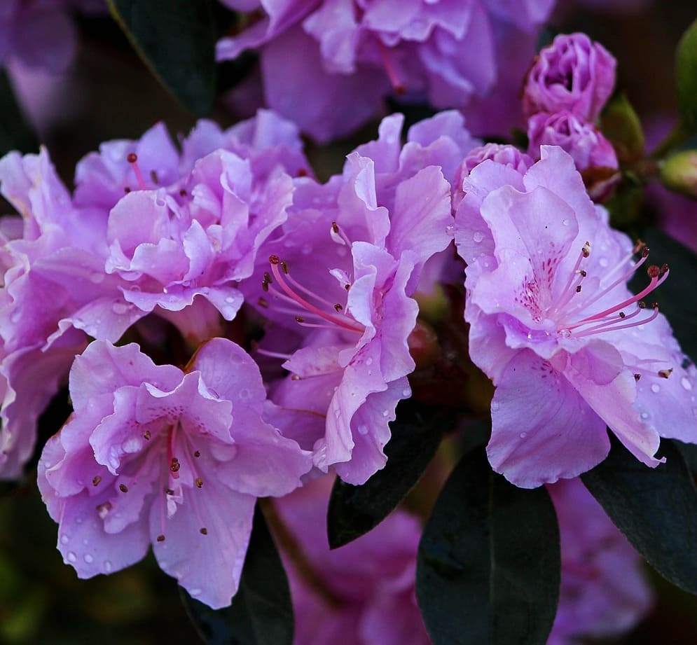 A planta sagrada no Japão que virou uma das minhas preferidas na floricultura