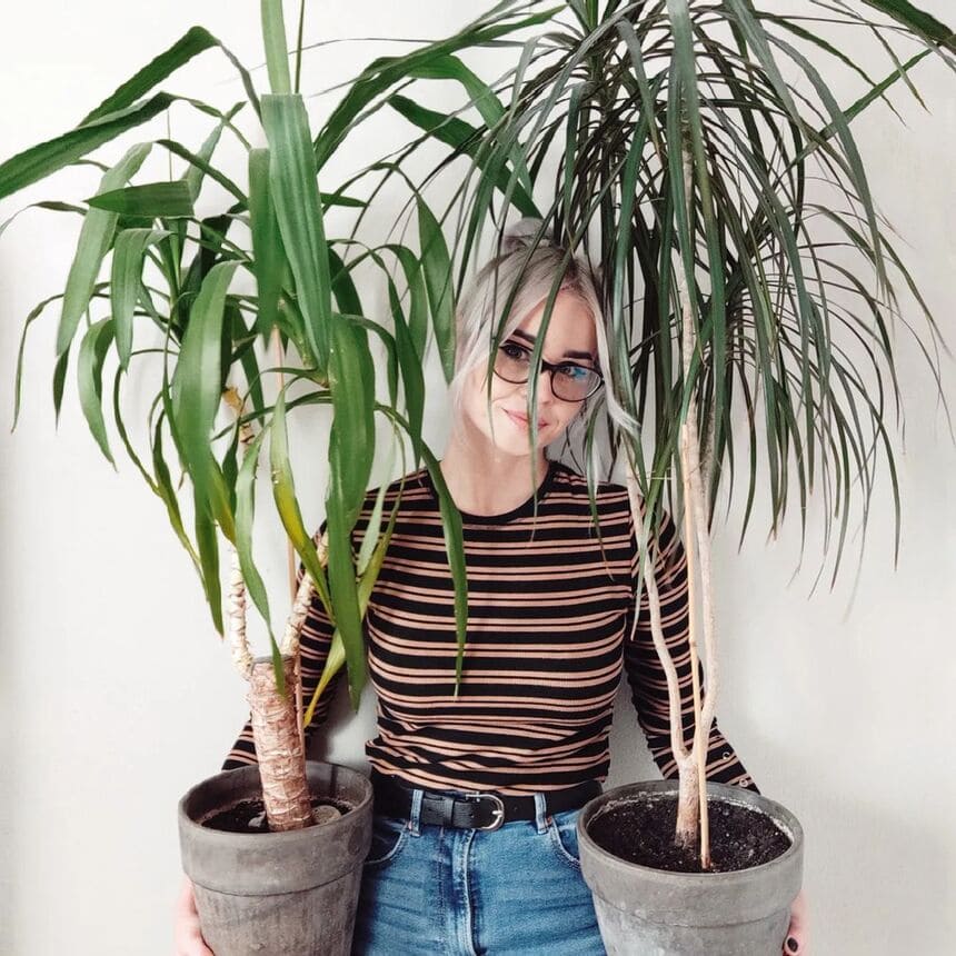 5 plantas grandes para sala que destacam o ambiente e são fáceis de cuidar.