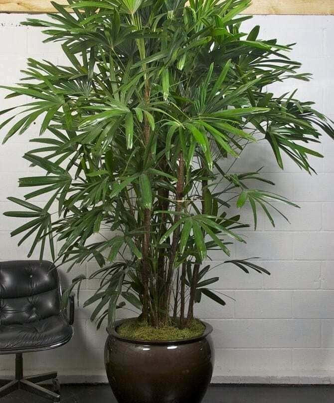 5 plantas grandes para sala que destacam o ambiente e são fáceis de cuidar.