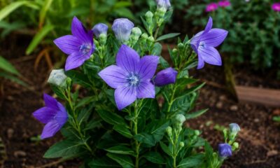 Cultivar platycodon é mais simples do que parece: veja o erro de rega que impede a campainha-da-china florescer