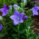 Cultivar platycodon é mais simples do que parece: veja o erro de rega que impede a campainha-da-china florescer