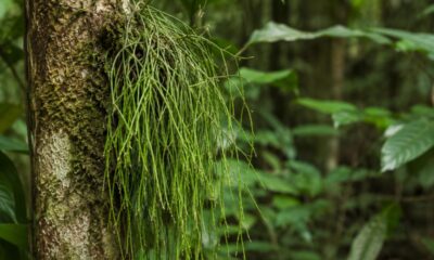 Rhipsalis vira tendência em apartamentos pequenos: veja como criar o efeito cascata sem gastar muito