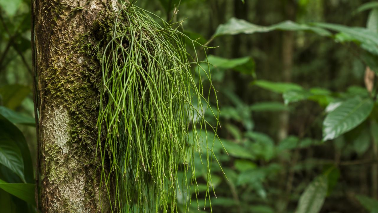 Rhipsalis vira tendência em apartamentos pequenos: veja como criar o efeito cascata sem gastar muito