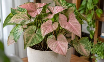 Singônio-rosa vira febre na decoração de interiores: veja como cuidar sem errar na rega e na luz
