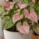 Singônio-rosa vira febre na decoração de interiores: veja como cuidar sem errar na rega e na luz