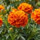 Cravo-de-defunto ganha espaço em jardins brasileiros: conheça a origem mexicana e como cultivar o Tagetes erecta em casa