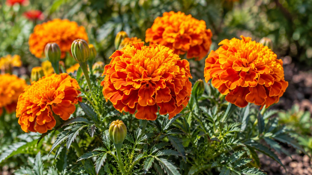 Cravo-de-defunto ganha espaço em jardins brasileiros: conheça a origem mexicana e como cultivar o Tagetes erecta em casa