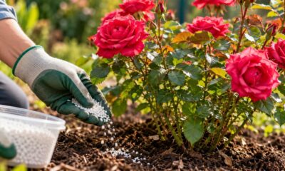 Ureia nas roseiras: a dose exata que faz florir mais e evita queimar as folhas